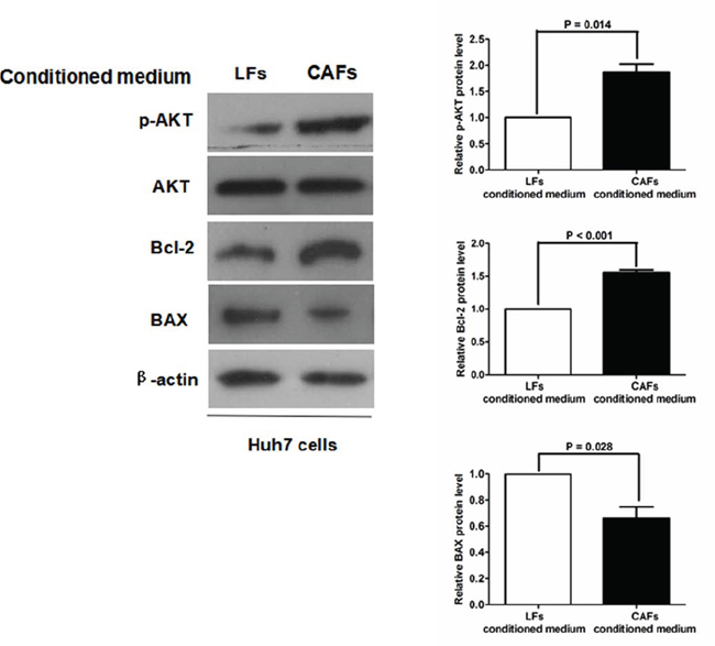 CAFs lead to greater AKT phosphorylation and an increased Bcl-2/BAX ratio in Huh7 cells.