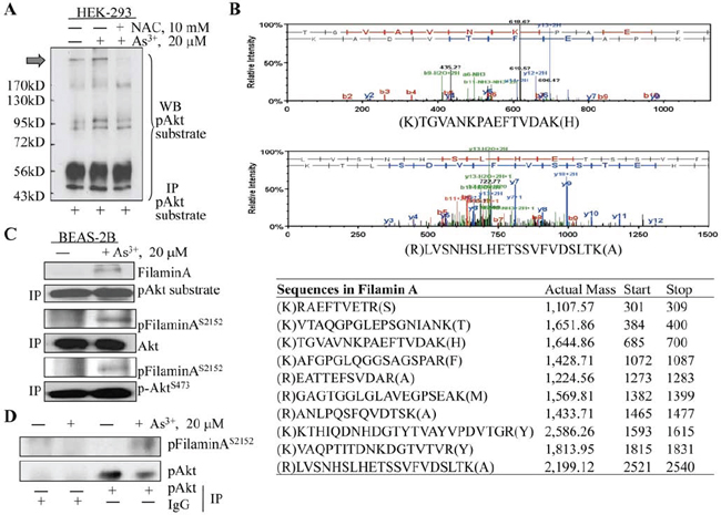 Identifying filamin A as an Akt substrate.