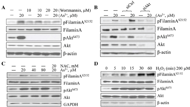 As3+-induced Akt activation and filamin A phosphorylation are ROS dependent.