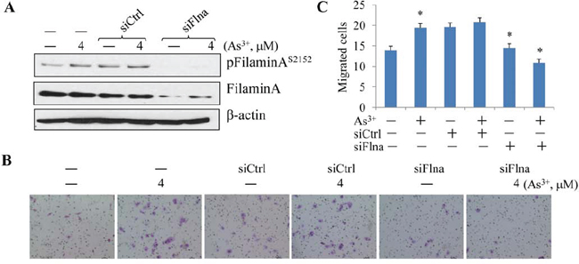 Silencing filamin A prevented As3+-induced cell migration.