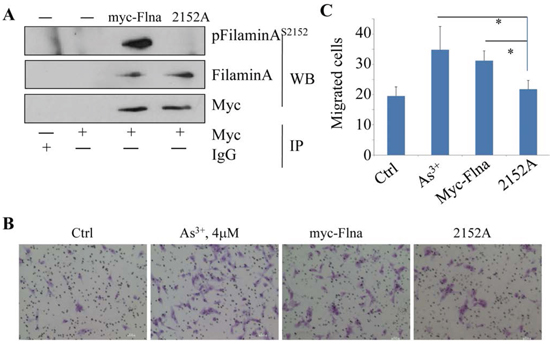 Phosphorylation of Filamin A on Ser2152 is required for As3+-induced cell migration.