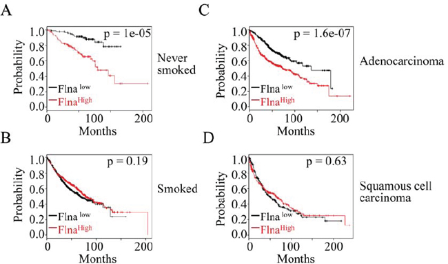 The expression level of filamin A is a prognostic factor for the lung cancer patients.