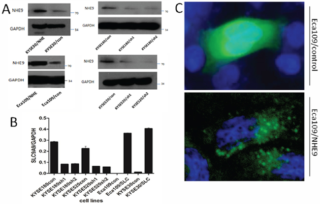 NHE9 overexpression or knockdown cell lines.