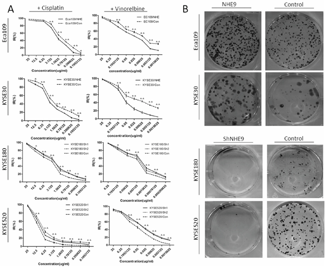 NHE9 downregulates the CRT sensitivity of ESCC cell lines.