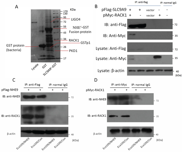 Interaction between NHE9 and RACK1.