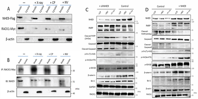 NHE9 inhibited apoptosis by activating Src/Akt/&#x03B2;-catenin and upregulating Bcl-2.