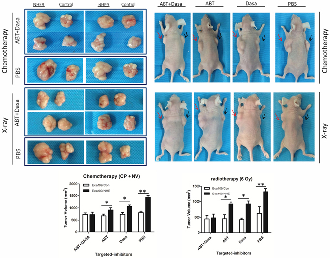 Inhibition of NHE9-induced resistance by Src and Bcl-2 inhibitors.