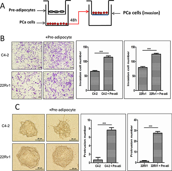 Increased pre-adipocyte recruitment could promote PCa cell invasion.