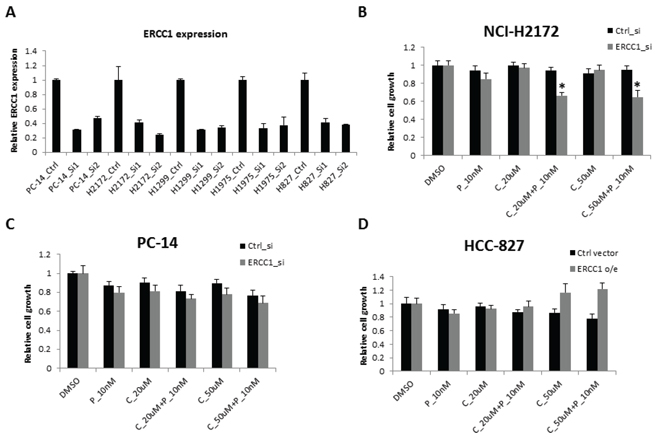 Cell sensitivity to the combination of panobinostat and cisplatin with ERCC1 knockdown.