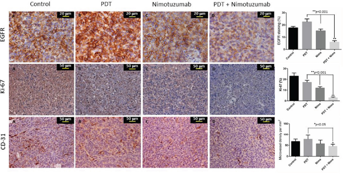 Representative IHC images of paraffin embedded tumorsections post treatment.