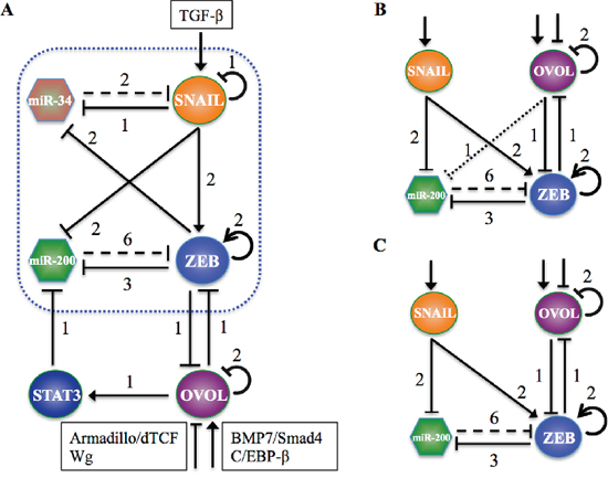 The regulatory network coupling OVOL with miR-200/ZEB.