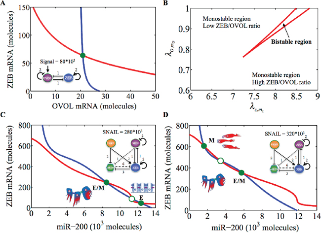 Nullclines of the miR-200/ZEB/OVOL module for prostate cancer.