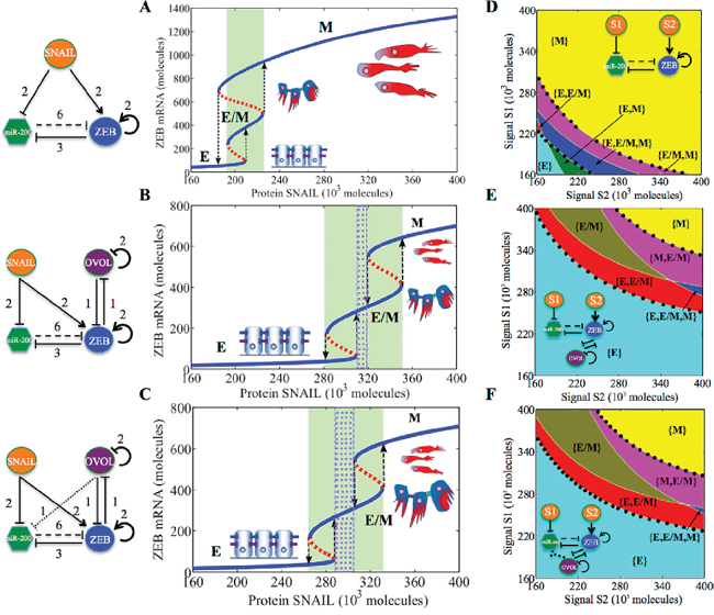 Dynamical system characteristics of the miR-200/ZEB/OVOL circuit.