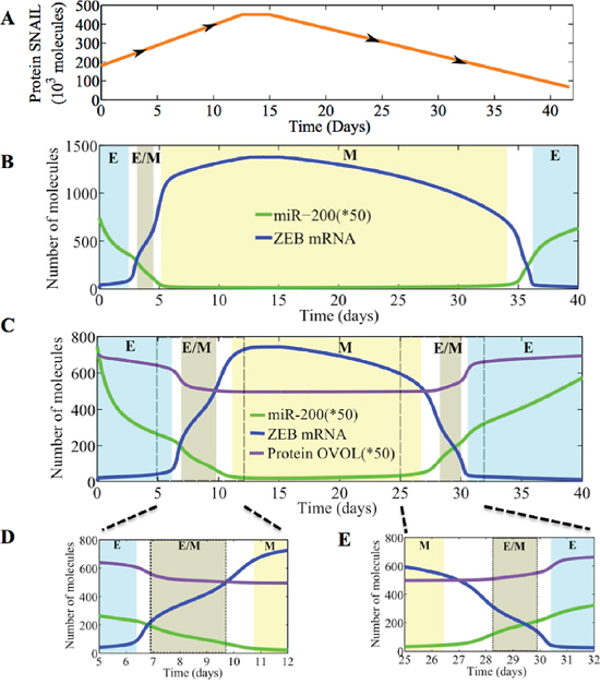 Temporal dynamics of epithelial-hybrid-mesenchymal transitions.