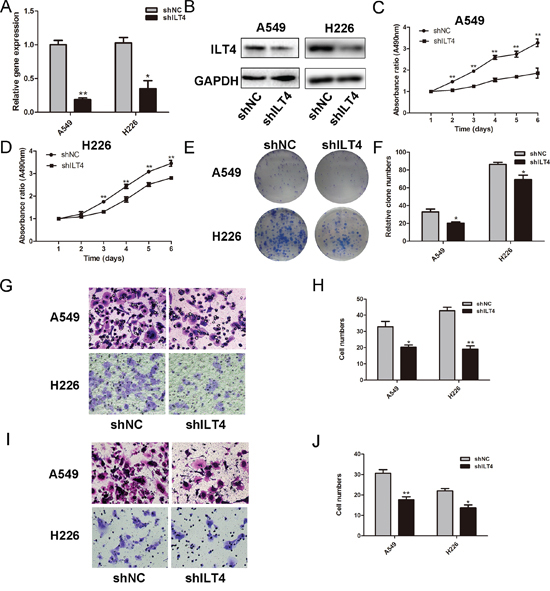 Knockdown of ILT4 inhibits cell proliferation and motility of NSCLC cell lines.