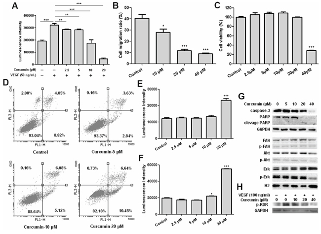 Curcumin inhibited HUVEC proliferation and migration, induced apoptosis of HUVEC and blocked activation of VEGFR2 and VEGFR2 mediated signaling pathways.