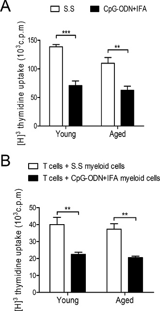 Myeloid cells from aged CpG-ODN+IFA-treated mice suppress T cell proliferation.