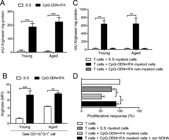 Myeloid cells from aged CpG-ODN+IFA-treated mice suppress T cell proliferation by arginase.