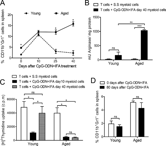 Myeloid suppressor cell expansion lasts longer in aged than in young mice after CpG-ODN+IFA treatment.