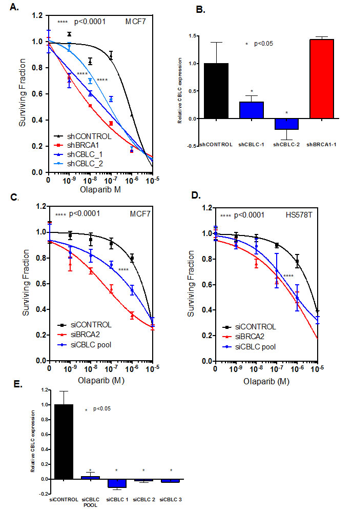 CBLC gene silencing causes PARP inhibitor sensitivity.