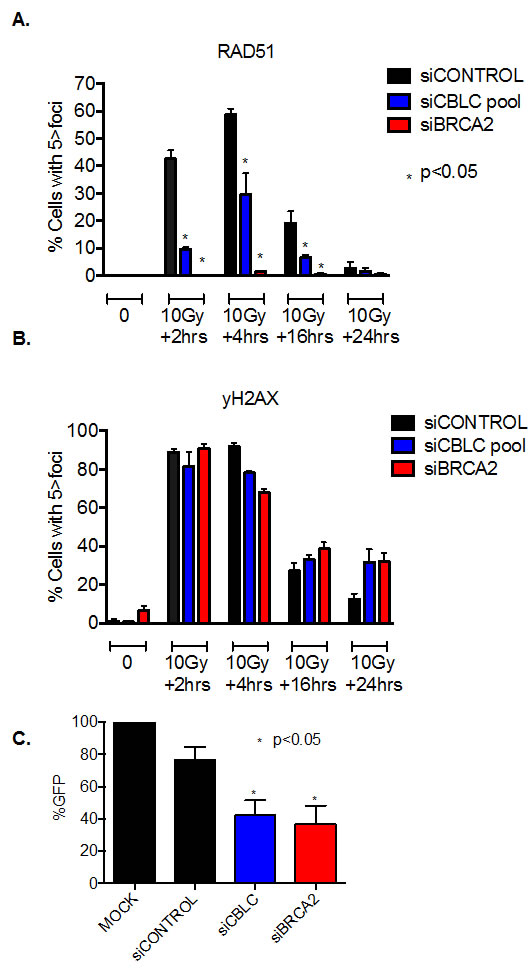 CBLC gene silencing causes a homologous recombination defect.