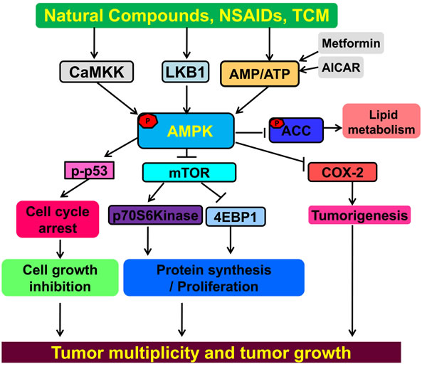 AMPK is a tumor suppressor for cancer prevention and treatment.