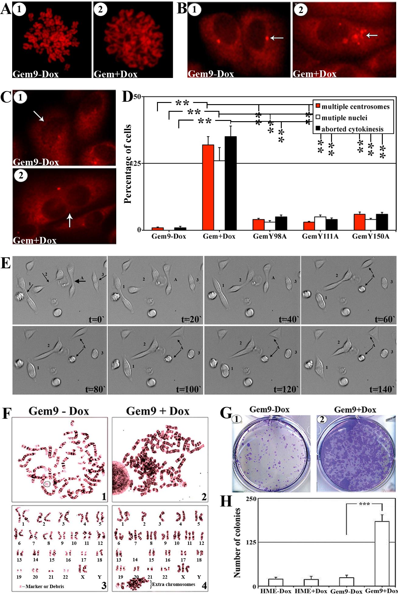 The effect of geminin overexpression on chromosome condensation, centrosome number, cytokinesis, ploidy and transformation in HME cells,