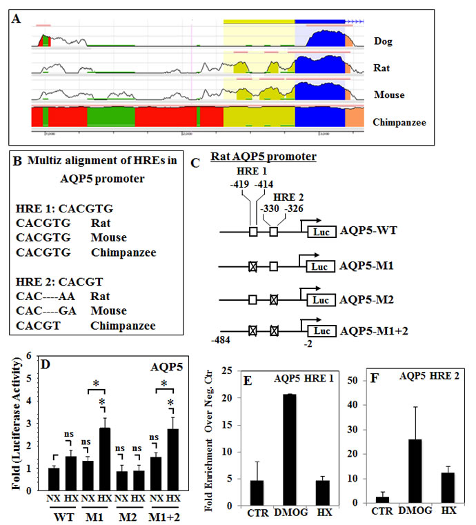 Functionality of conserved HREs in the promoter regions of the