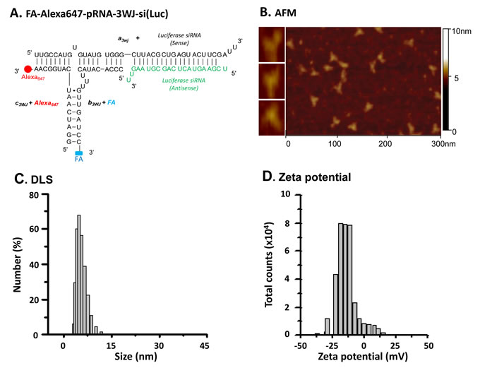 Construction and characterization of multi-functional pRNA-3WJ RNP for glioblastoma cell targeting.