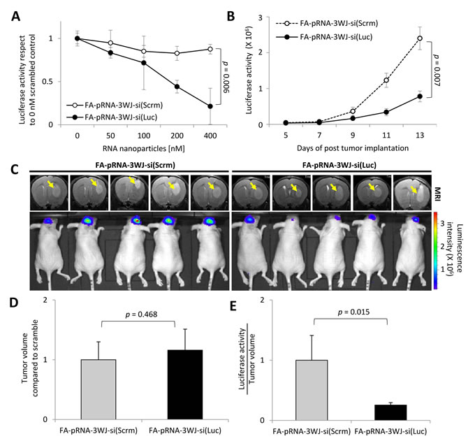 Gene silencing effect of FA-pRNA-3WJ-si(Luc) RNP in human glioblastoma cells and derived tumor.