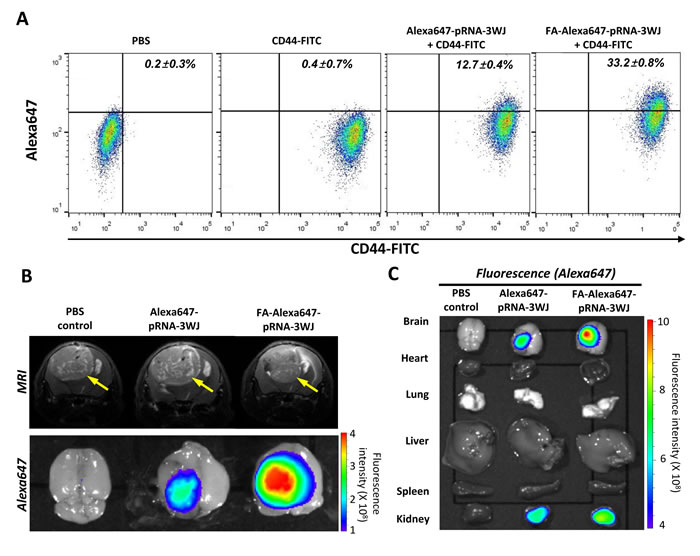 FA-mediated targeting of human glioblastoma patient-derived stem cell and derived brain tumor by FA-Alexa647-pRNA-3WJ RNPs in animal trials and biodistribution study.