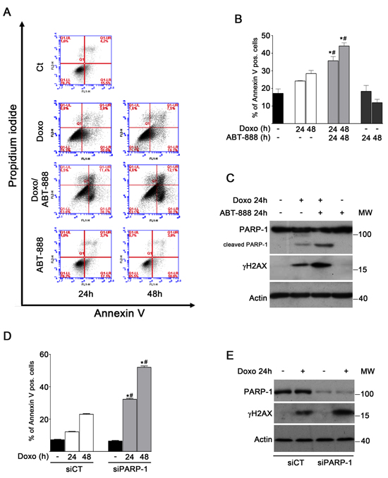 FIGURE 1: ABT-888 treatment and PARP-1 depletion sensitize MDA-MB-231 cells to doxo-induced apoptosis.