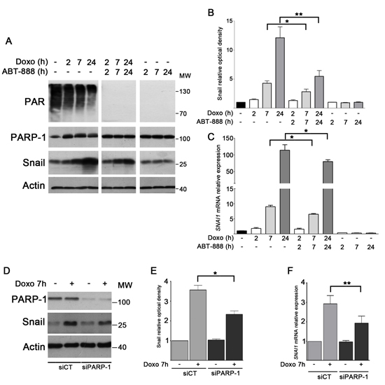 FIGURE 2: PARP-1 activity is required for Snail upregulation in doxo-treated MDA-MB-231 cells.