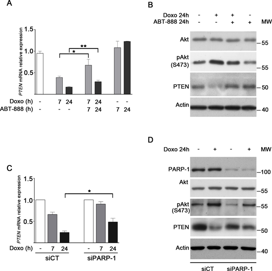FIGURE 4: PARP-1 inhibition/depletion antagonizes doxo-induced downregulation of PTEN in MDA-MB-231 cells and decreases Akt activity.