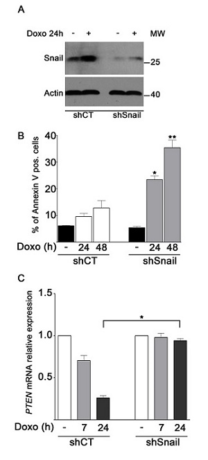 FIGURE 5: Snail knockdown sensitizes MDA-MB-231 cells to doxo-induced apoptosis and allows recovery of PTEN expression.