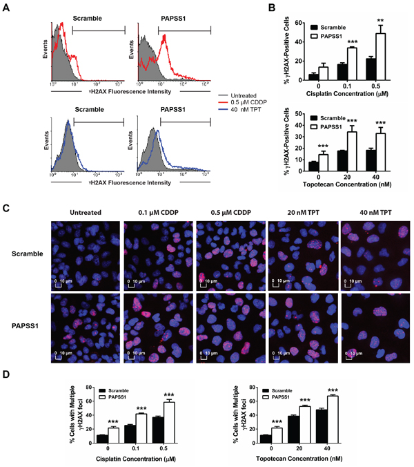 Relative to non-silenced controls, more DNA damage occurs when PAPSS1-silenced A549 cells are treated with cisplatin or topotecan.