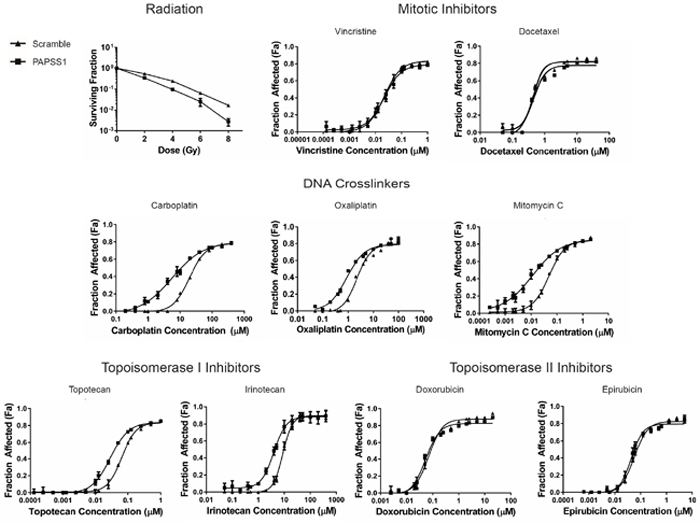 PAPSS1 silencing sensitizes A549 cells to radiation, as well as platinum-based agents and topoisomerase I inhibitors.