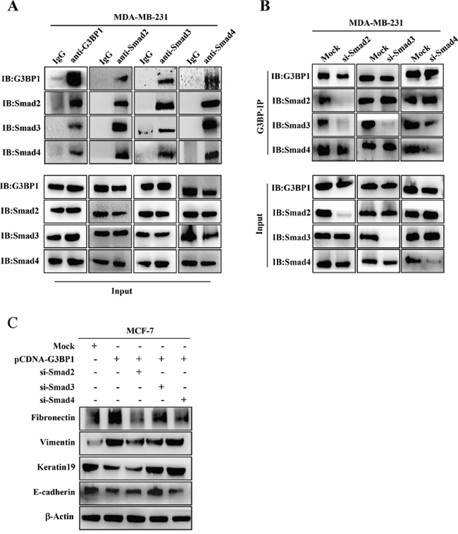 G3BP1 interacts with Smads.