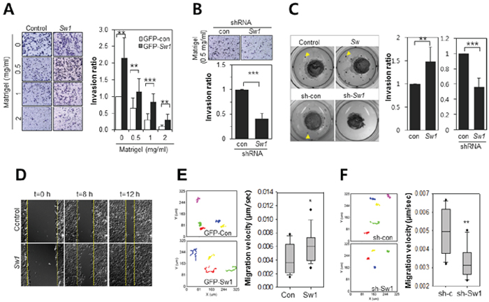 Swiprosin-1 enhances the invasion of B16F10 melanoma cells.