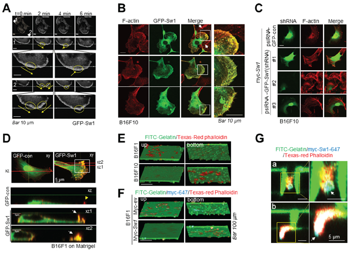 Swiprosin-1 induces the formation of motile protrusions associated with actin.