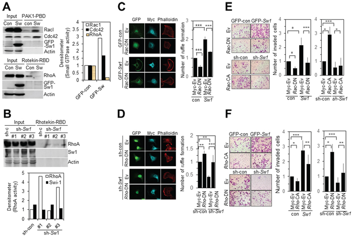 Swiprosin-1 regulates the invasion of B16F10 cells via modulating Rac1 and RhoA activities.