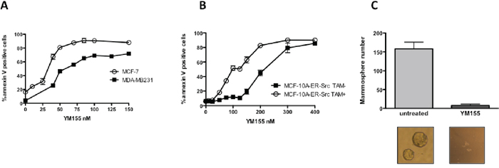 YM155 preferentially induces cell death in breast cancer cells and targets cancer cell with stem-like phenotype.