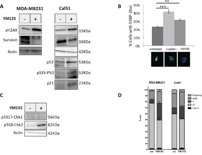 YM155 induces DNA damage and initiates DNA repair response.