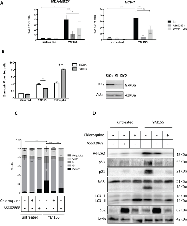 IKK2 contributes to YM155-induced cell death.