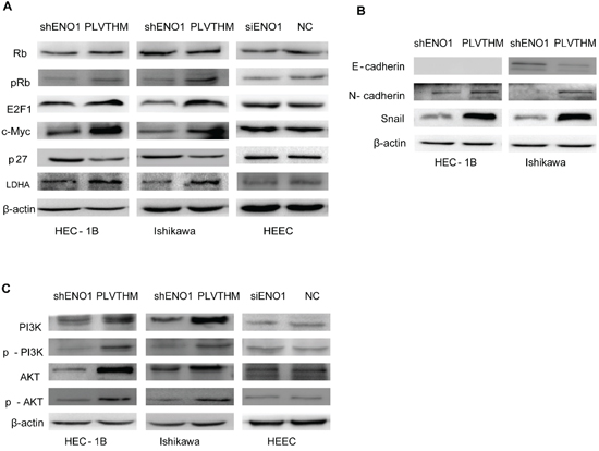 ENO1 controlled the expression of glycolysis, cell cycle and EMT-associated genes in EC via the PI3K/AKT pathway but not HEEC.