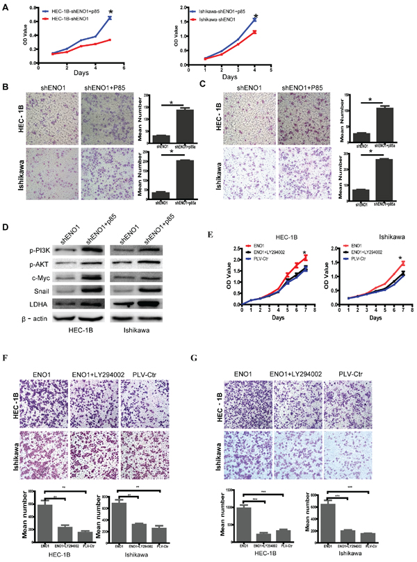Overexpressed PI3K with p85&#x03B1; plasmid reverses the effect of stably downregulated ENO1 and suppressed p-PI3K with Ly294002 (10 &#x03BC;M) reverses the effect of stably upregulated ENO1 in EC cells.