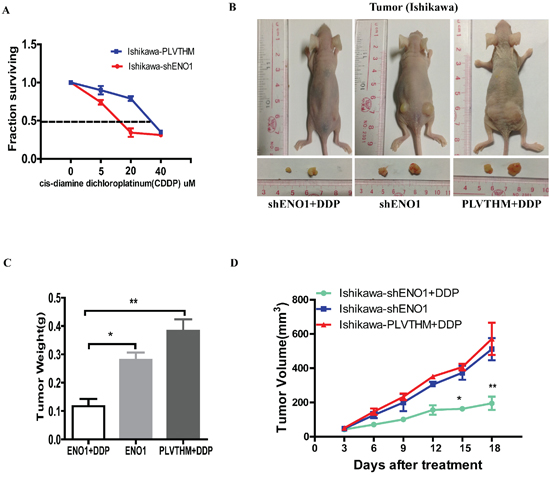 Silencing of ENO1 enhances DDP chemosensitivity in vitro and in vivo.