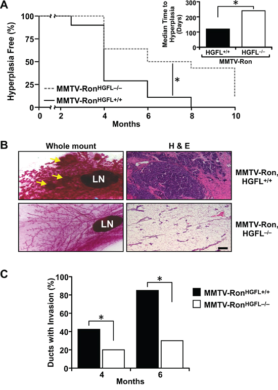 Mammary glands from MMTV-RonHGFL&#x2212;/&#x2212; mice exhibit delayed hyperplasia and invasive ductal carcinoma.