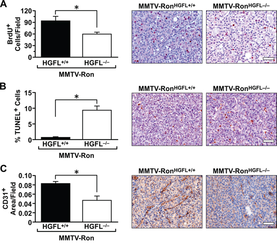 Mammary tumors from MMTV-RonHGFL&#x2212;/&#x2212; mice exhibit significantly reduced proliferation, increased cell death and reduced vessel staining.