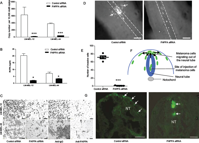 Silencing of PAPPA blocks motility of melanoma cells in vitro and in vivo.